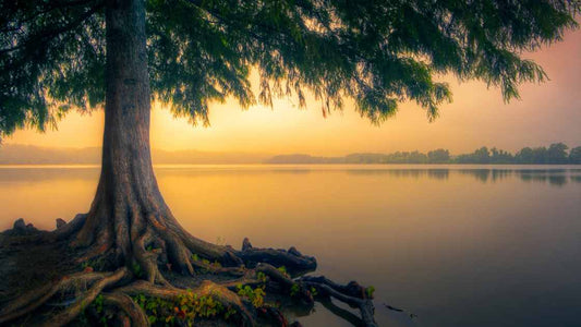 In stillness, I find strength.