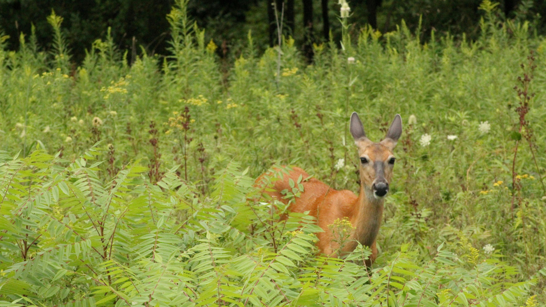 The Hidden Season: When God Strips You Down to Raise You Up