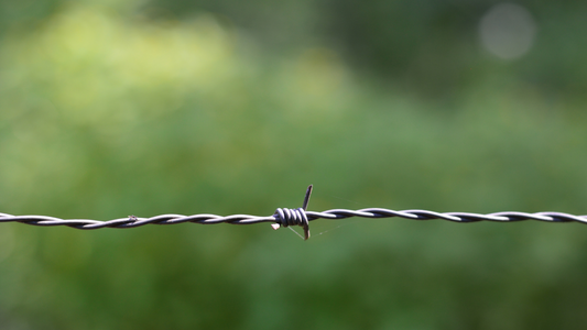 Crossing the Line: Why I Chose Being a Lifeline Over Protocol